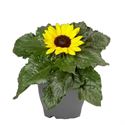 Bild von TP26 Helianthus kleurtonend!! "Sunsation" 1 plant per pot